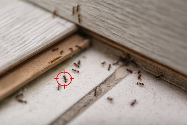 Best Bed Bug Extermination  in St George, SC