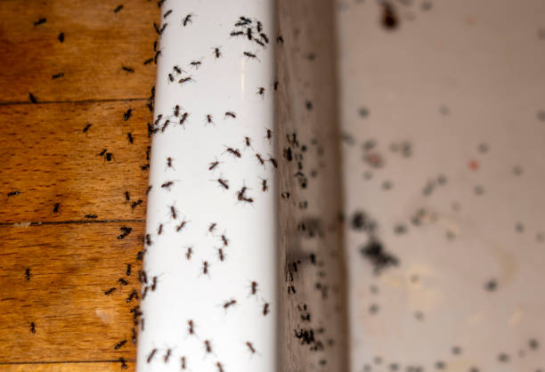 Best Pest Control Treatment  in St George, SC