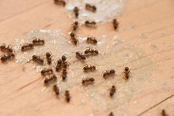 Best Cockroach Control Services  in St George, SC