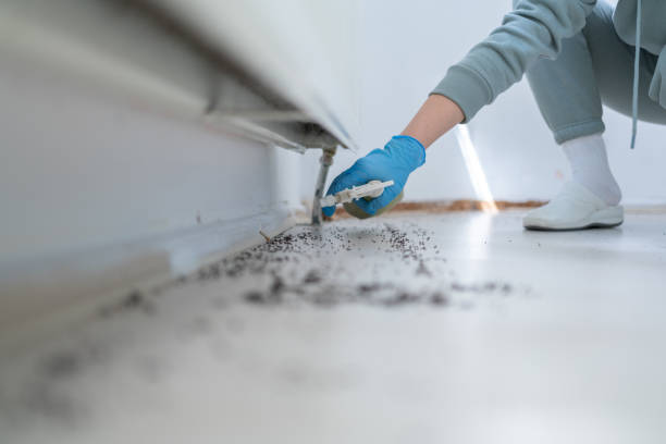 Best Termite Control Services  in St George, SC